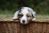 BERGER AUSTRALIEN PUPPIES 361